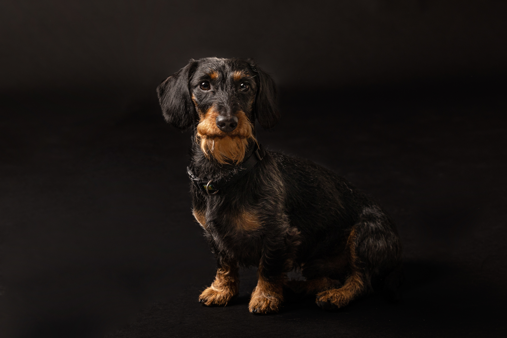 bassotto-foto-di-cani-Lisa-Conti-2022