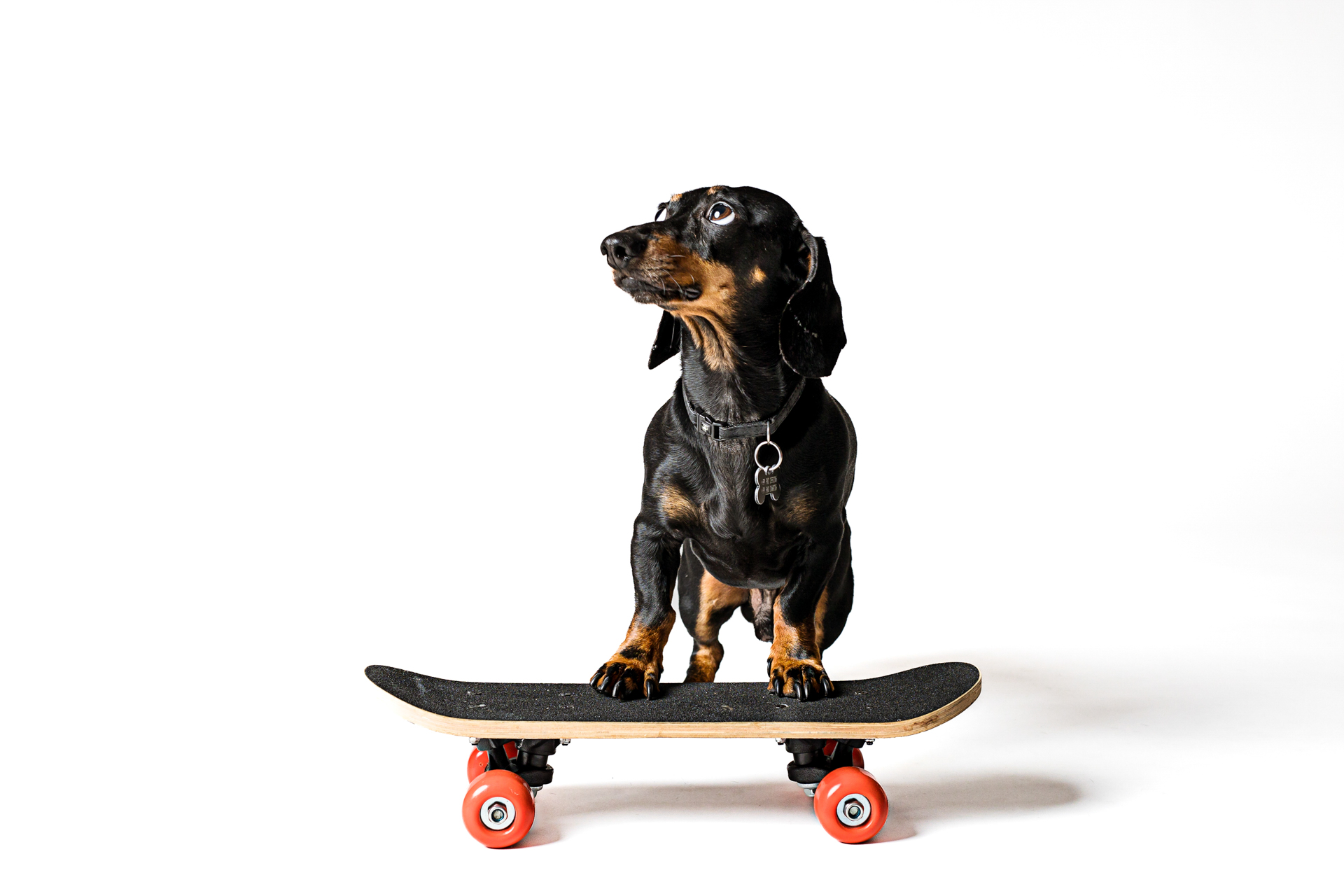 bassotto-foto-di-cani-Lisa-Conti-2023
