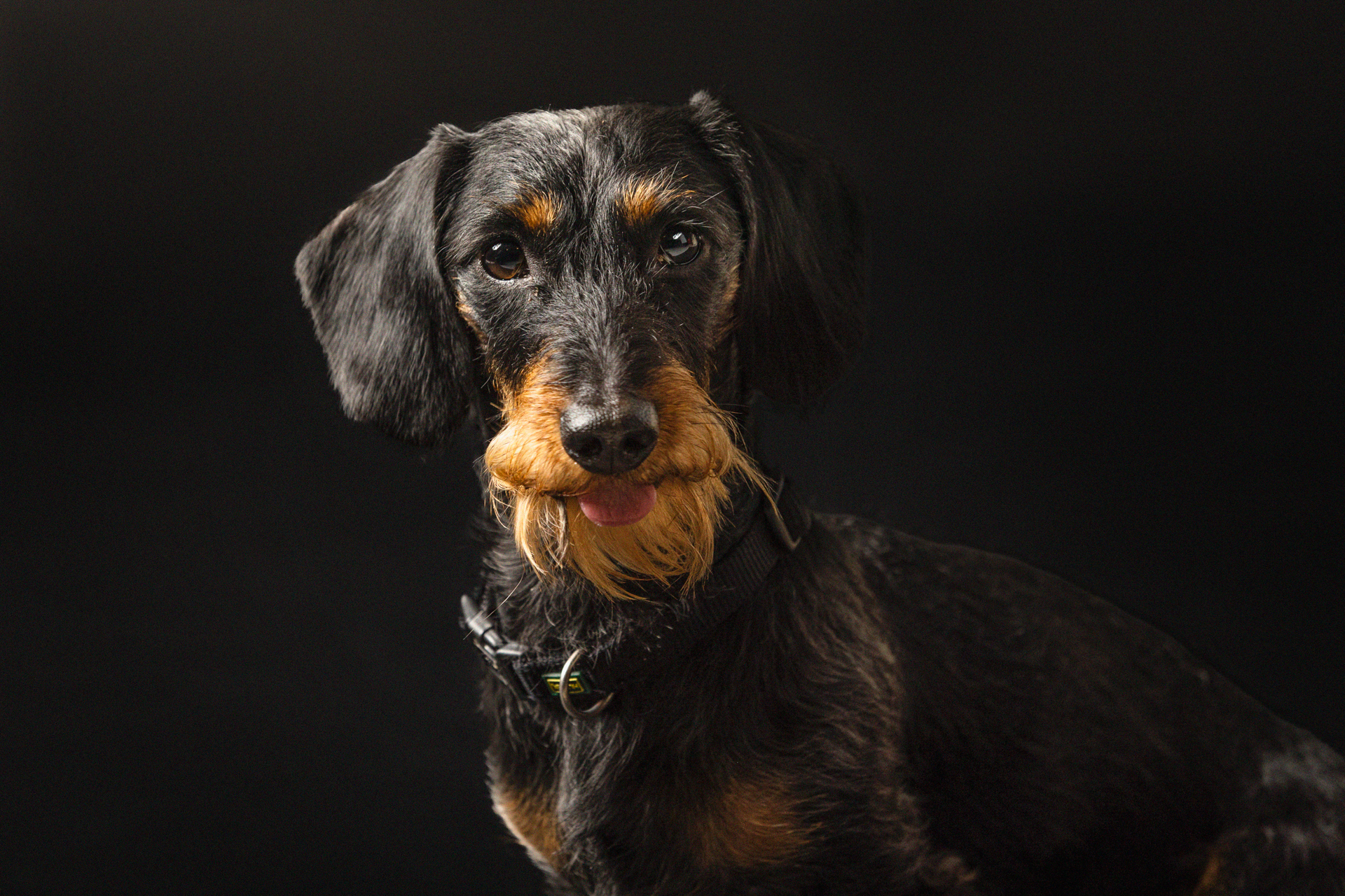 bassotto-foto-di-cani-Lisa-Conti