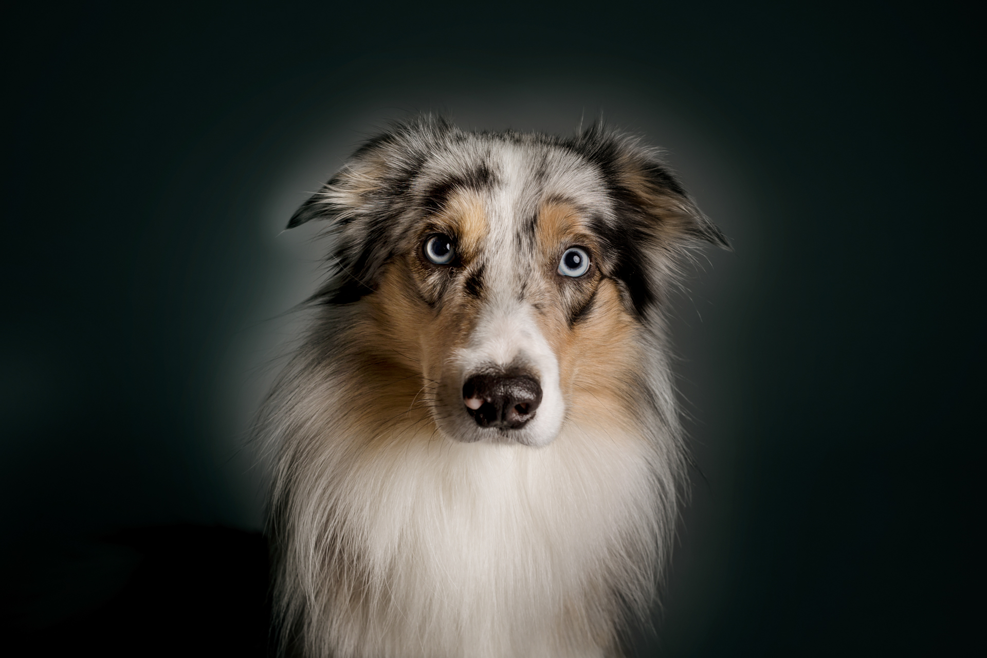 border-collie-foto-cani-Lisa-Conti-2022