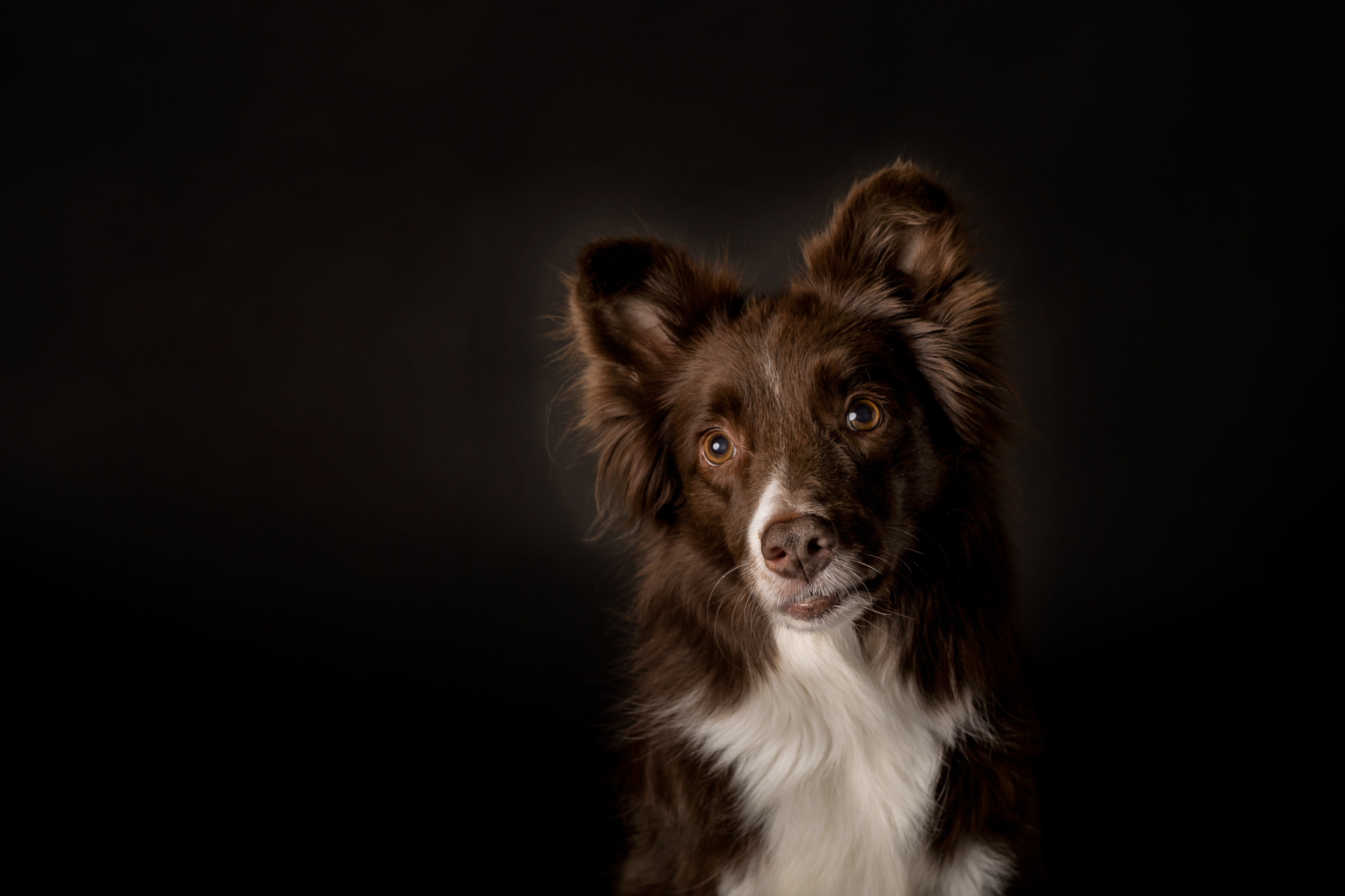 border-collie-foto-cani-Lisa-Conti-2023