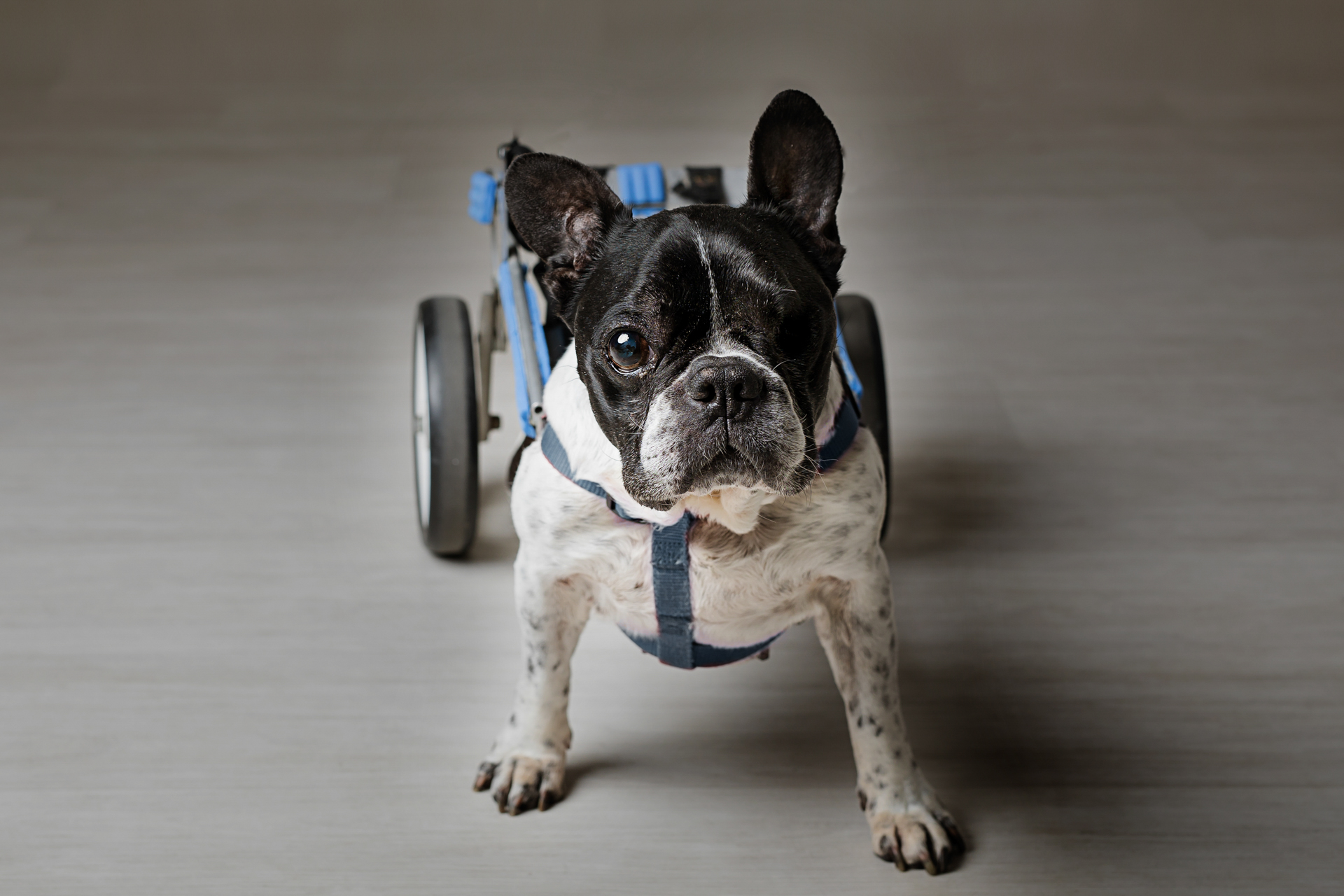 bulldog-francese-2-foto-di-cani-Lisa-Conti-2023