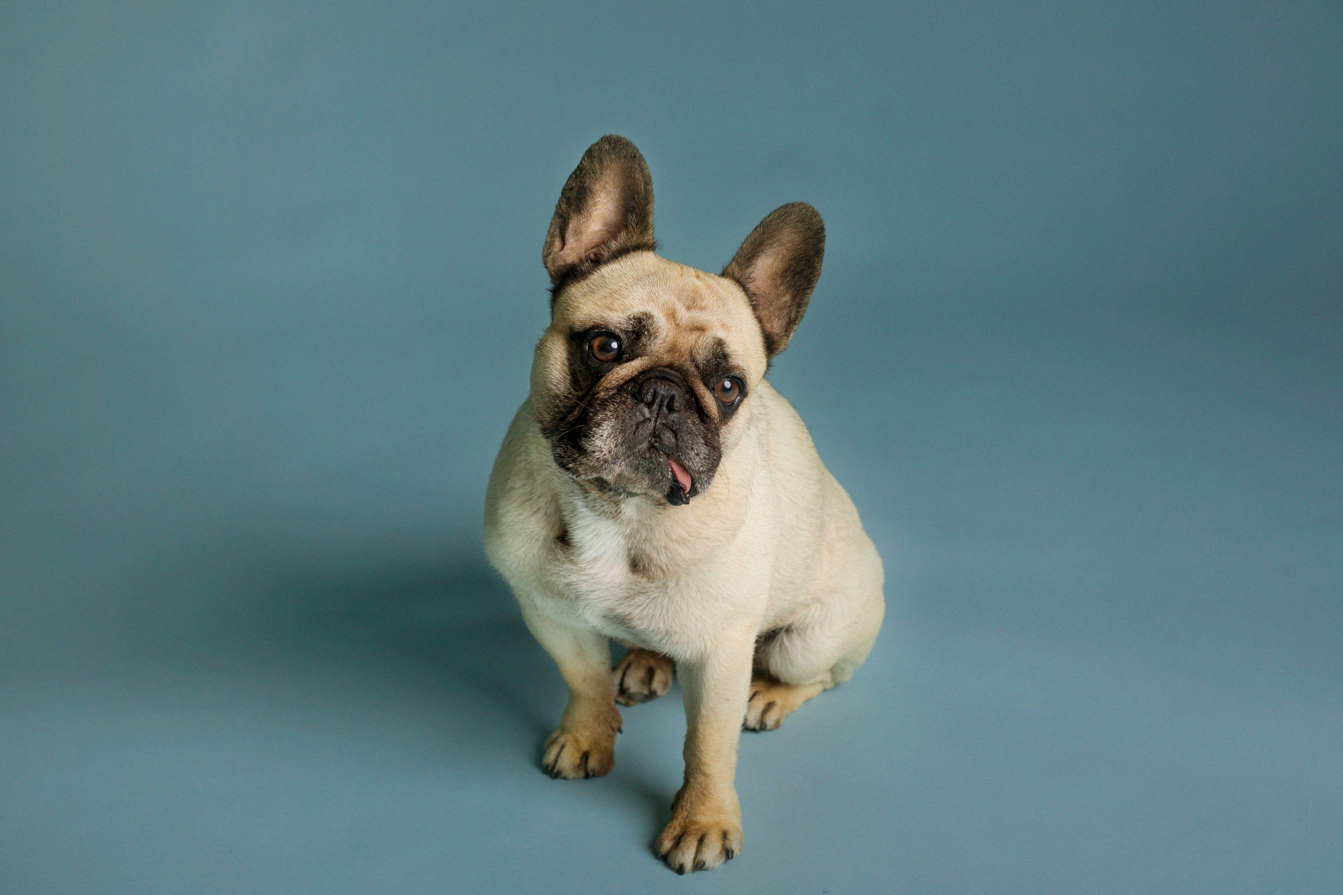 bulldog-francese-foto-di-cani-Lisa-Conti-2023