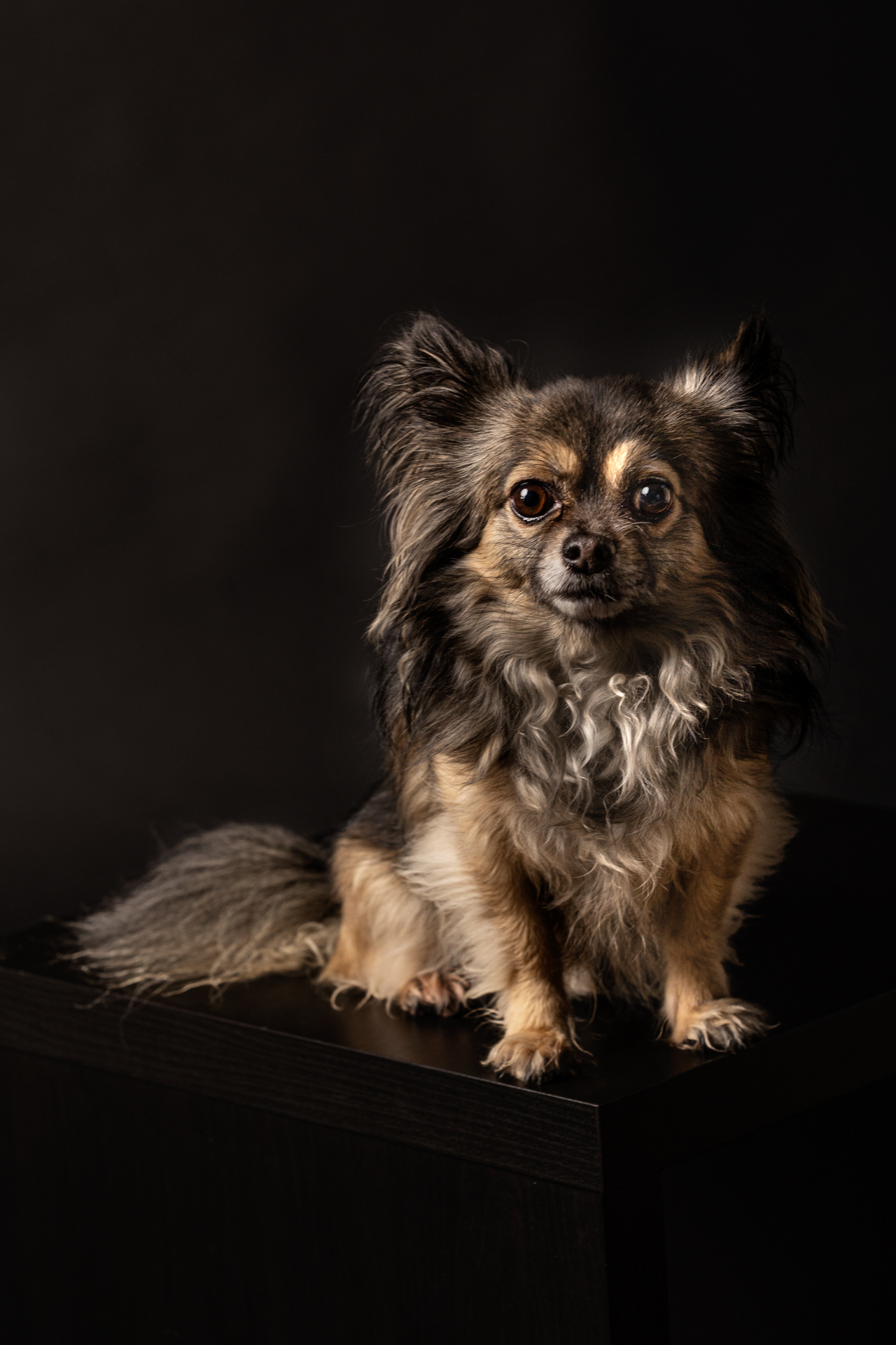 chiwawa-foto-di-cani-Lisa-Conti-2022
