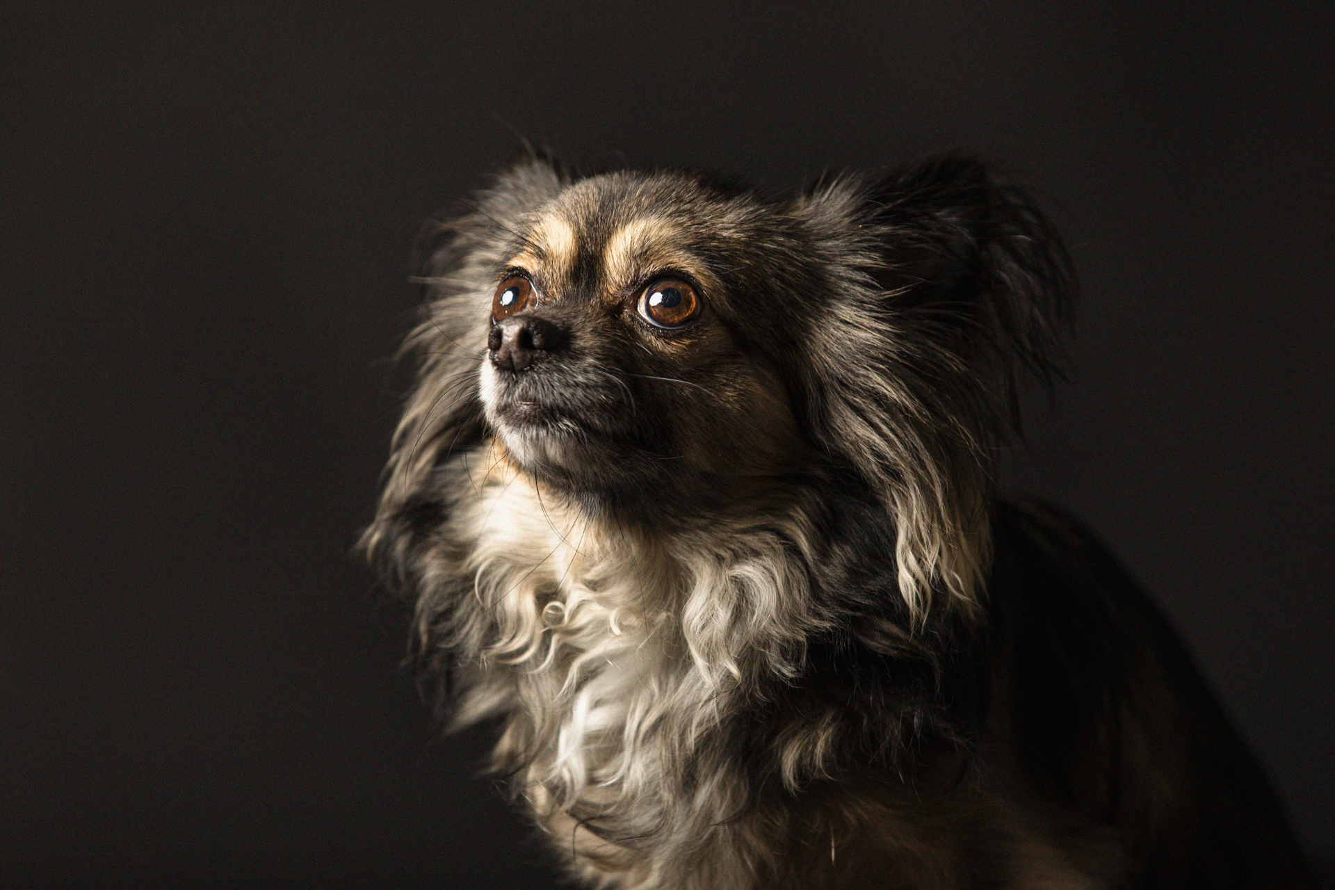 chiwawa-foto-di-cani-Lisa-Conti