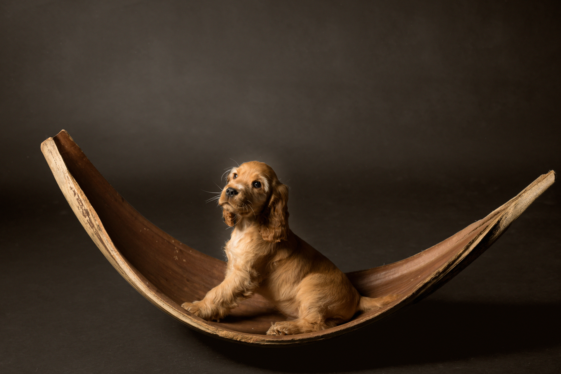 cocker-3-foto-cani-Lisa-Conti-2023