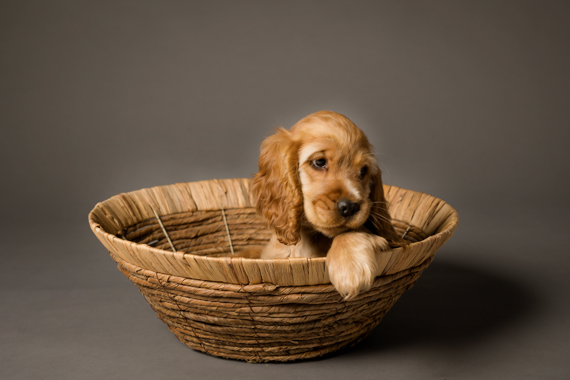 cocker-foto-cani-Lisa-Conti-2023