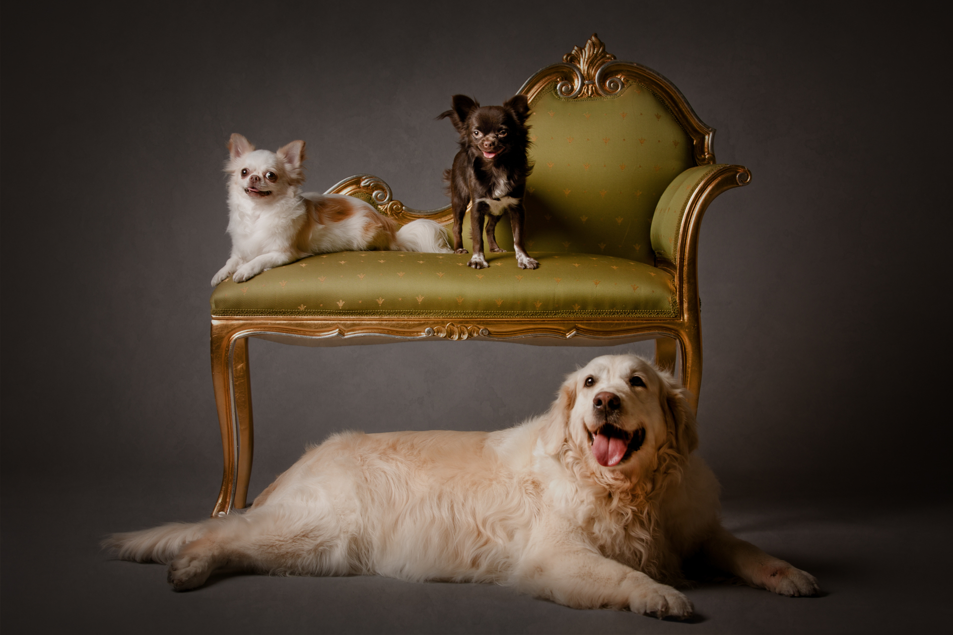 foto-di-cani-Lisa-Conti-2023