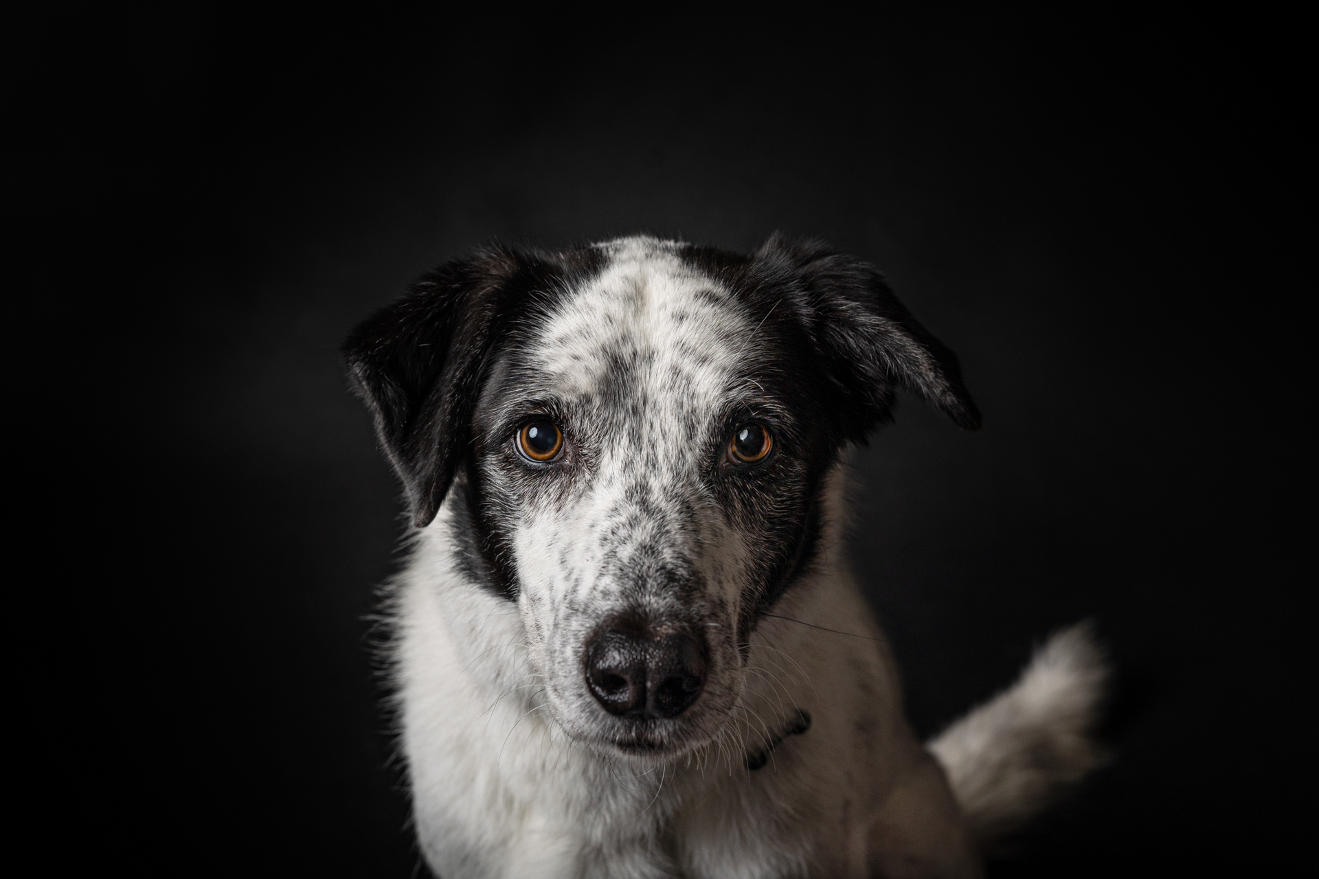 foto-di-cani-Lisa-Conti