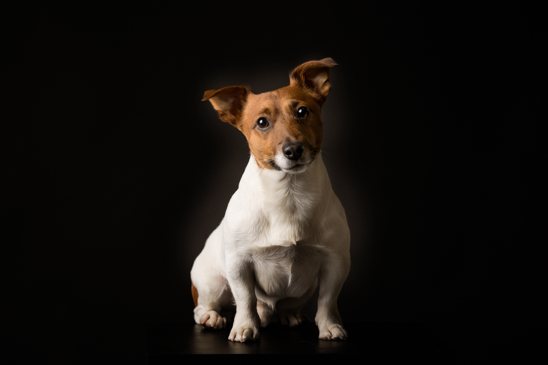 jack-russel-foto-cani-Lisa-Conti-2022