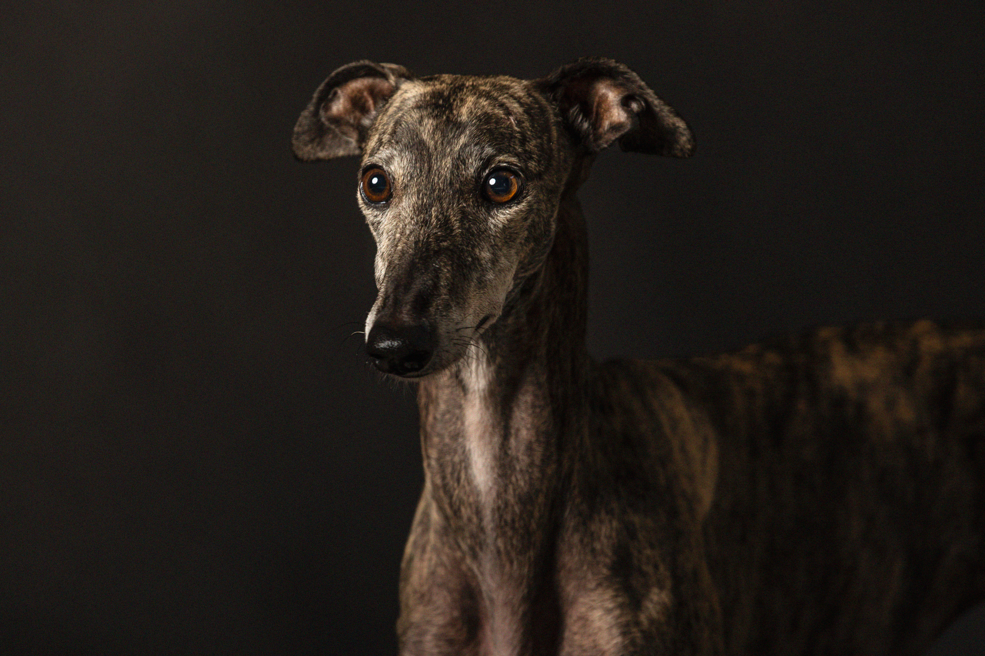 levriero-galgo-foto-di-cani-Lisa-Conti-2022