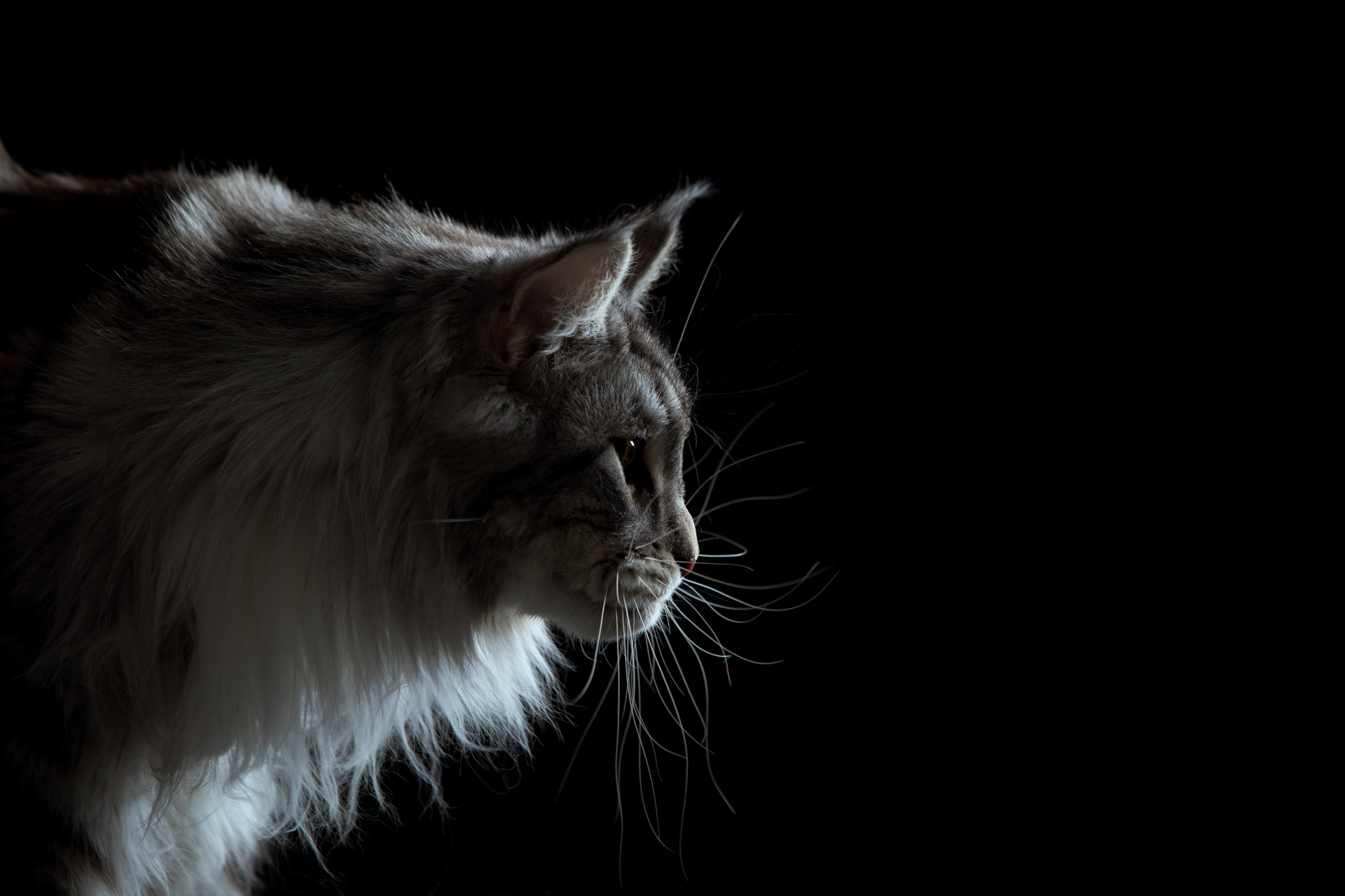 mainecoon-foto-di-gatti-Lisa-Conti