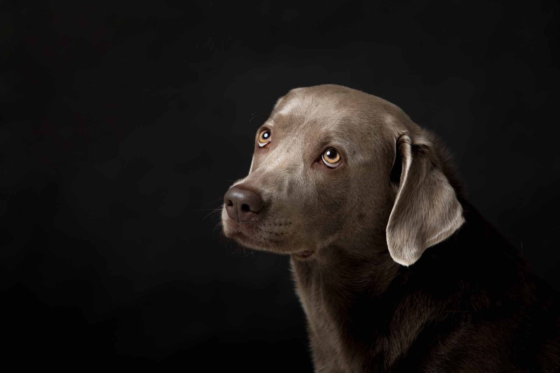 weimaraner-foto-cani-Lisa-Conti-2021